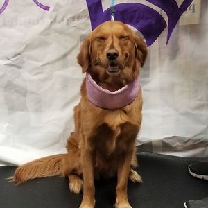 Meet your Posher, Steven